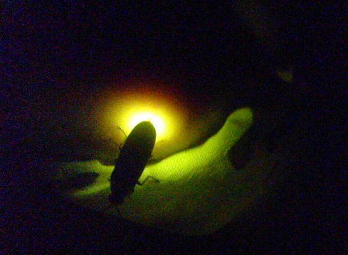 c0174644_1412218.jpg