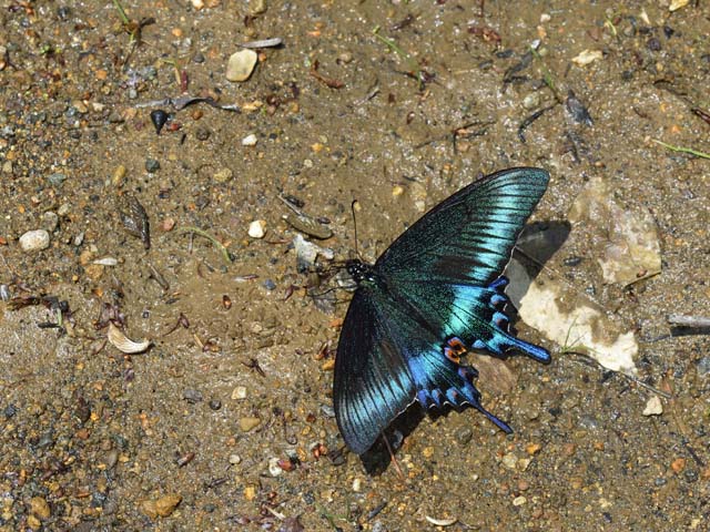 2014年5月下旬　ミヤマカラスアゲハ　春型は美しかった_b0107948_20324081.jpg