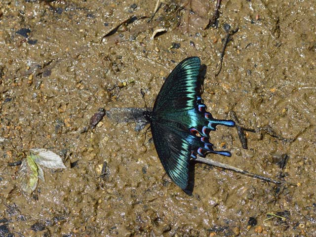 2014年5月下旬　ミヤマカラスアゲハ　春型は美しかった_b0107948_20332076.jpg