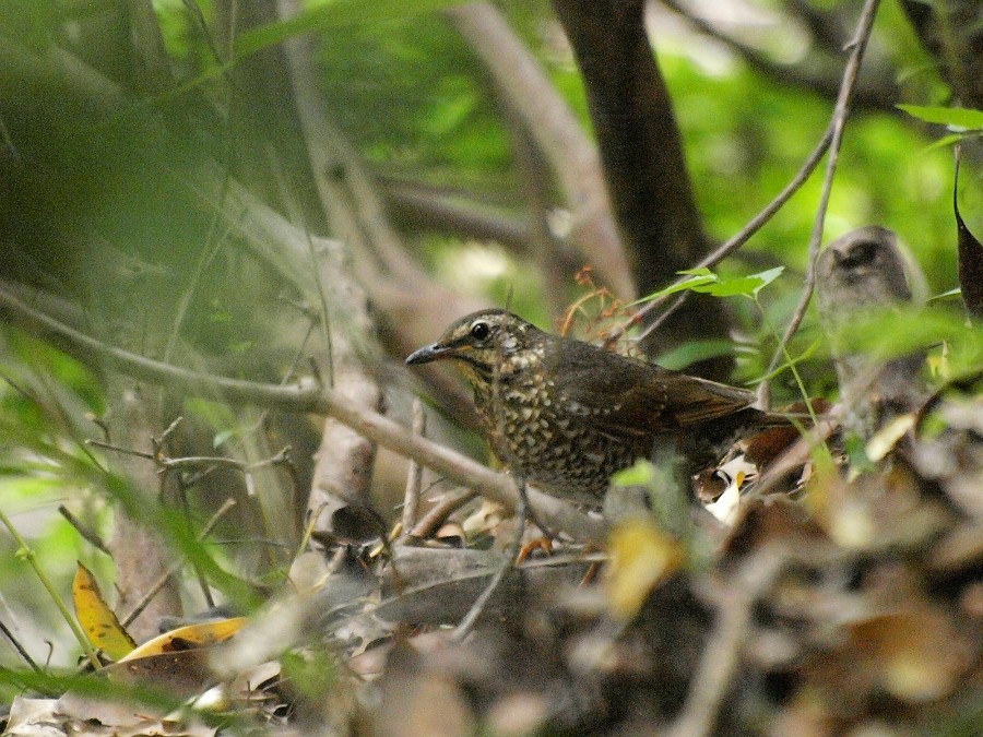 25日の鳥見_f0124451_0202124.jpg