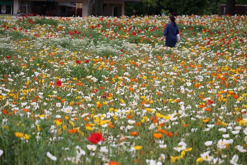 5月22日　帰郷・寄り道　３　国立昭和記念公園_b0250154_0134148.jpg