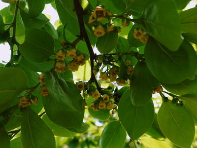 太秋柿 古川果樹園 柿の花と惜しまぬ手間ひまのお話_a0254656_1745694.jpg