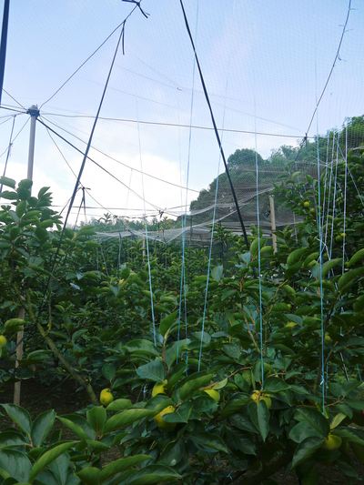 太秋柿 古川果樹園 柿の花と惜しまぬ手間ひまのお話_a0254656_1813238.jpg