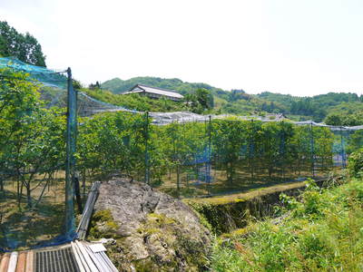 太秋柿 古川果樹園 柿の花と惜しまぬ手間ひまのお話_a0254656_1851094.jpg