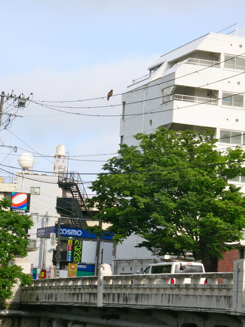常連さん(その1)_c0260460_20112671.jpg