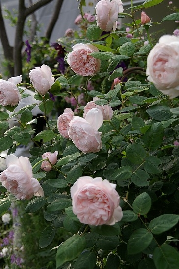a0135366_23113195.jpg