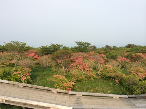 那須平成の森＆八幡のツツジの様子_e0151566_0142525.jpg