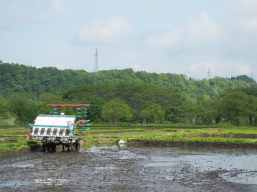 田植え　2014。_c0033567_20584359.jpg