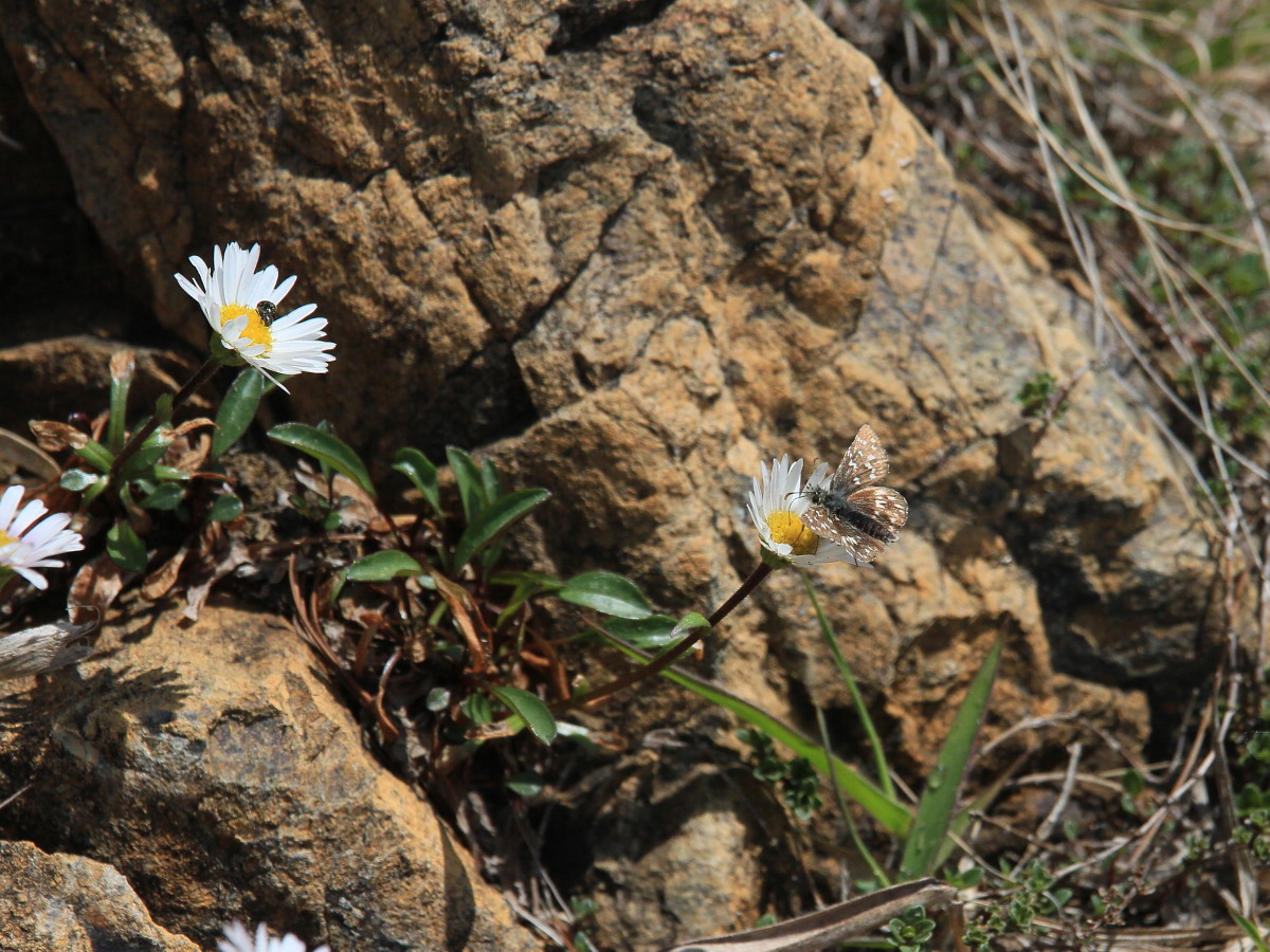 ヒメチャマダラセセリ　アポイ岳の極小エリアで。　2014.5.25北海道01_a0146869_701427.jpg