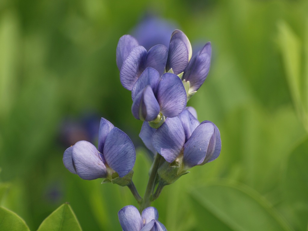 紫色の花達 ムラサキセンダイハギ タンジン マリアアザミ 自然風の自然風だより