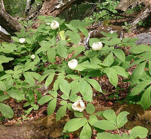 最近の山歩き_b0056282_1828218.jpg