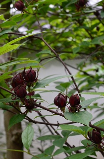 c0229483_23415722.jpg