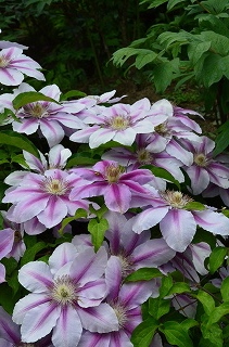 c0229483_2341630.jpg