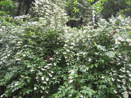 f0053885_20535599.jpg