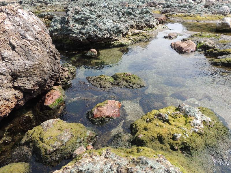 ヅメ (ヨメガカサ) 続・四季彩日記