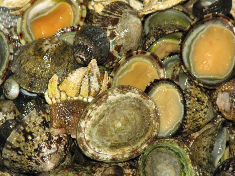 ヅメ (ヨメガカサ) 続・四季彩日記