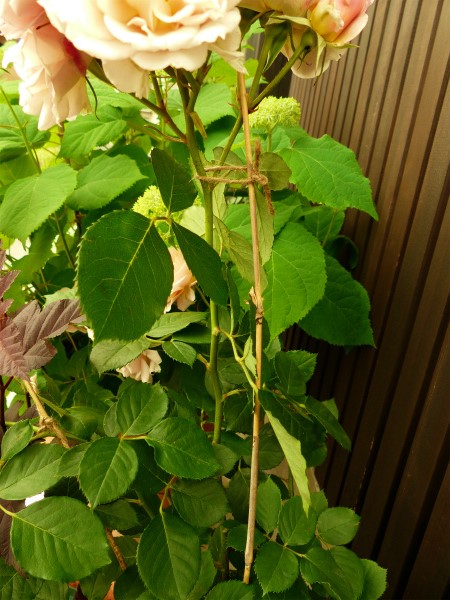 薔薇に支柱を立てました しぶかわにわ 薔薇に支柱を立てました しぶかわにわ