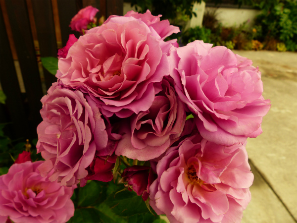 薔薇に支柱を立てました しぶかわにわ