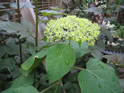 d0046702_53015.jpg