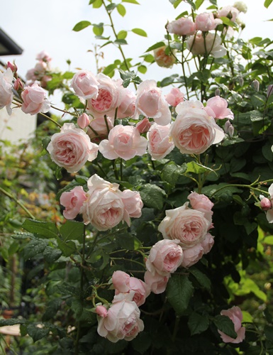 a0123003_8394399.jpg