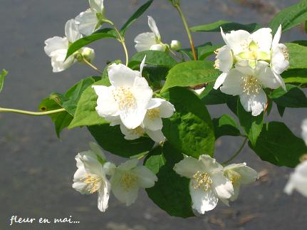 ５月の白い花 花が教えてくれたこと