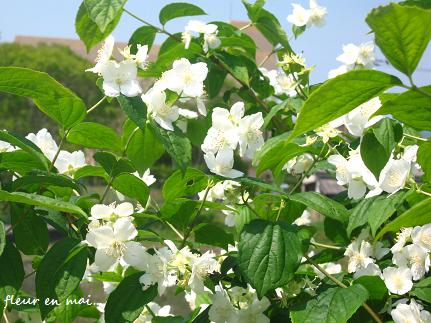 ５月の白い花 花が教えてくれたこと