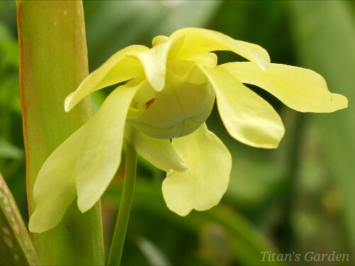 Sarracenia minor_b0099813_0986.jpg