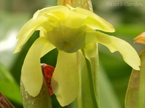 Sarracenia minor_b0099813_09887.jpg