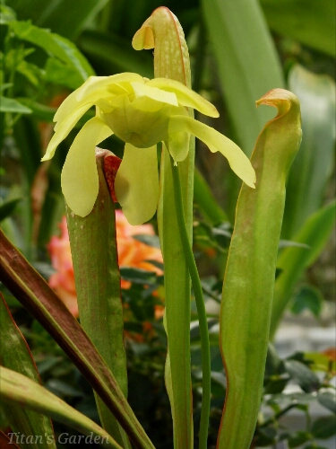 Sarracenia minor_b0099813_09888.jpg