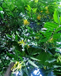 魅惑の香り_a0043520_2371744.jpg
