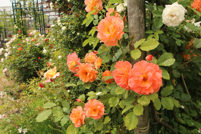 美野里 フェイバリット ガーデン 素晴らしいイングリッシュ ガーデン O邸 さいたま日記