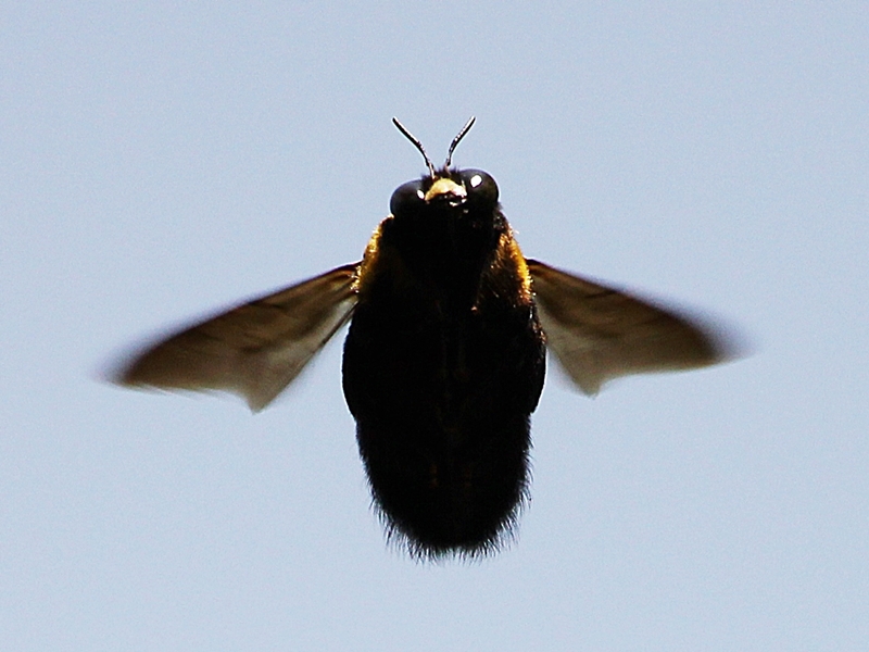 クマバチ クマンバチ Carpenter Bee 下手の横好き