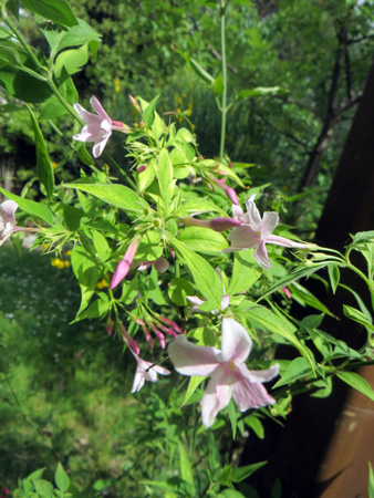 花が出迎え_f0234936_17264646.jpg