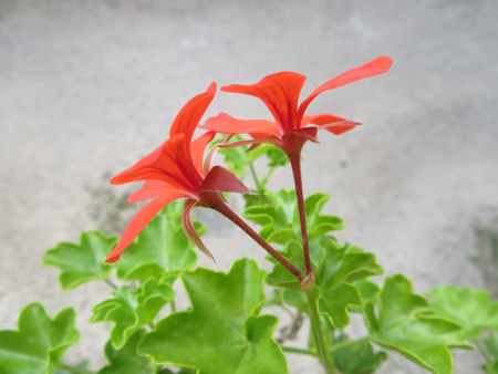 花が出迎え_f0234936_17272846.jpg