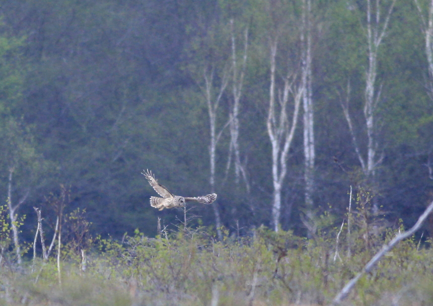 どこに何の鳥がいるでしょう_c0304040_23181740.jpg