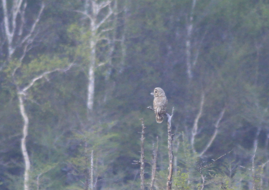 どこに何の鳥がいるでしょう_c0304040_2320309.jpg