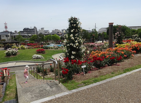 若園公園のばら_b0299042_21173056.jpg