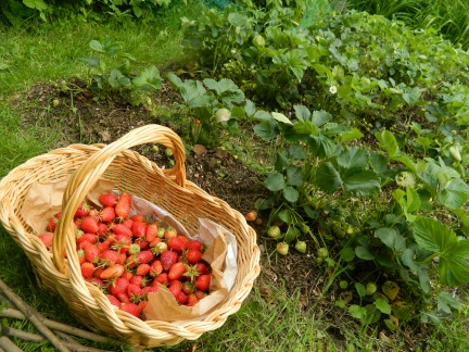 イチゴの収穫　◆　by ロン@フランス_d0227344_5515486.jpg