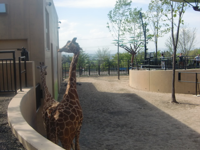 旭山動物園・カバ館_b0236665_2373023.jpg