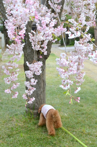 枝垂れ桜*_e0195365_215302.jpg