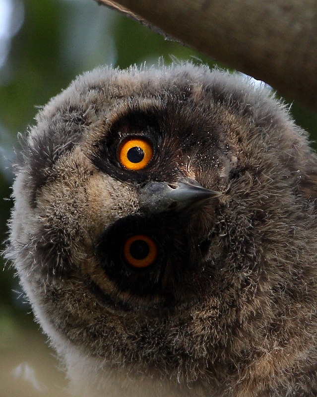 トラフズク雛のオモシロ顔_e0330871_07140172.jpg