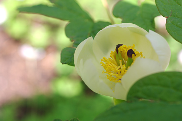 ヤマシャクヤクの開花_e0081973_09464885.jpg