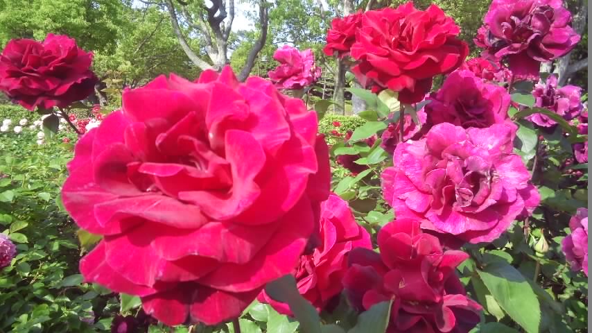 f0200477_0502953.jpg
