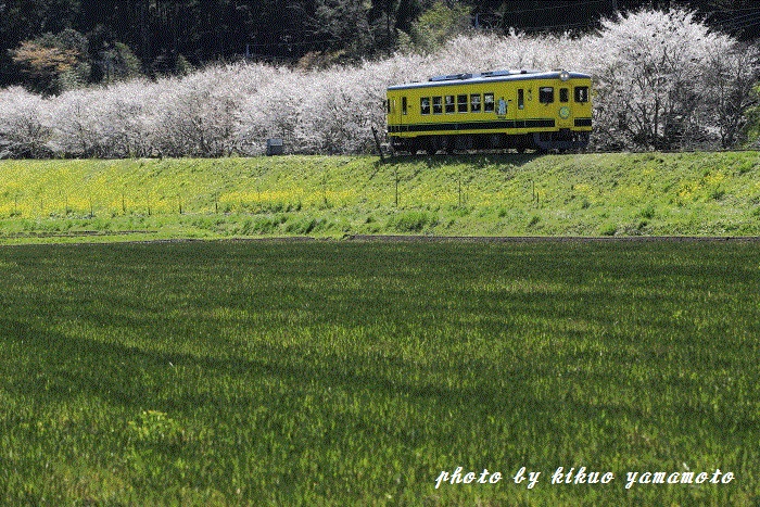 房総の春－いすみ鉄道－_c0206178_22233353.jpg