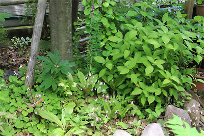 c0152779_1511319.jpg