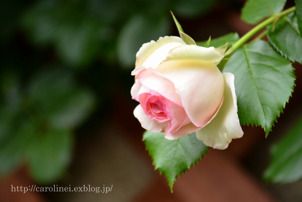 薔薇がいっぱい　　Rose rose rose　（わたしのお気に入り）_d0025294_20191864.jpg