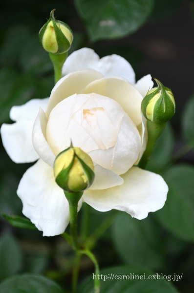 薔薇がいっぱい　　Rose rose rose　（わたしのお気に入り）_d0025294_20192877.jpg