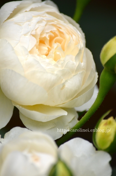 薔薇がいっぱい　　Rose rose rose　（わたしのお気に入り）_d0025294_20194867.jpg