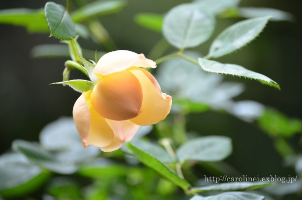 薔薇がいっぱい　　Rose rose rose　（わたしのお気に入り）_d0025294_202008.jpg