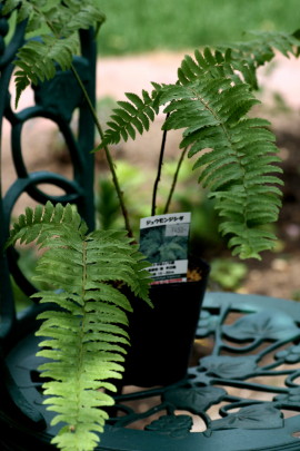 シダ植物を庭に 14 5 29 木 花ときどき十七音